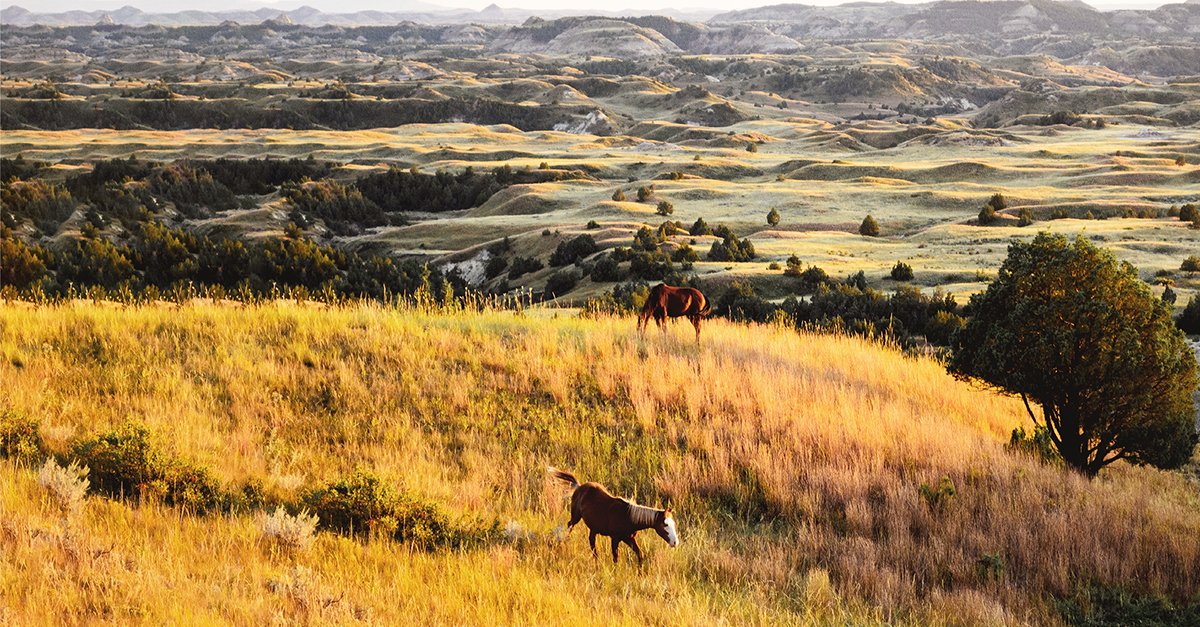 Theodore Roosevelt National Park